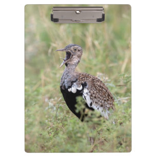 Red Crested Korhaan Clipboard