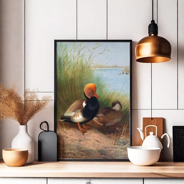 Red-Crested Pochard (1913) Poster (Creator Uploaded)