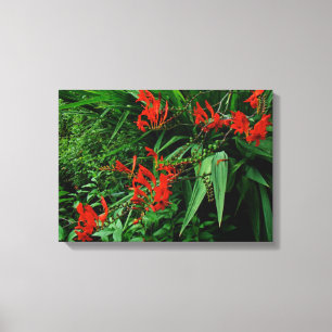Red Crocosmia In Bloom Canvas Print