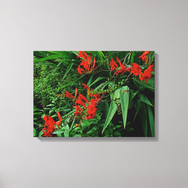 Red Crocosmia In Bloom Canvas Print (Front)