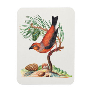 Red Crossbill bird, Magnet
