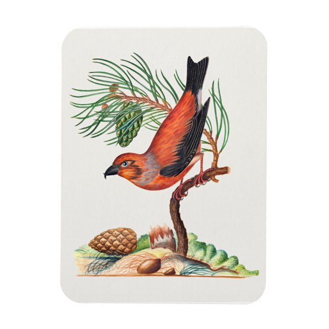 Red Crossbill bird, Magnet (Vertical)