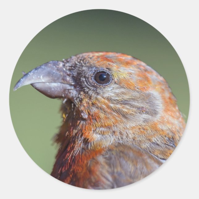 Red Crossbill Sticker (Front)