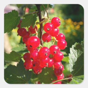 Red currant square sticker