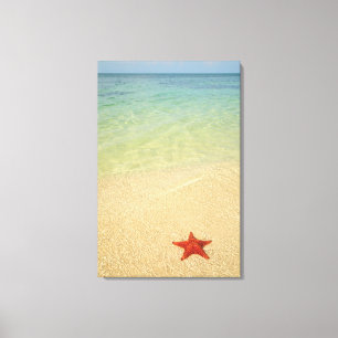 Red Cushion Sea Star Trinidad, Cuba Canvas Print