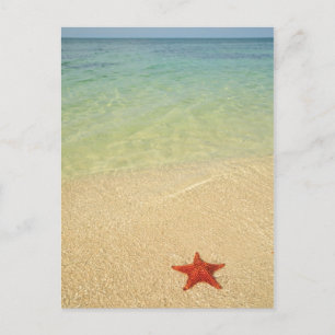 Red Cushion Sea Star   Trinidad, Cuba Postcard