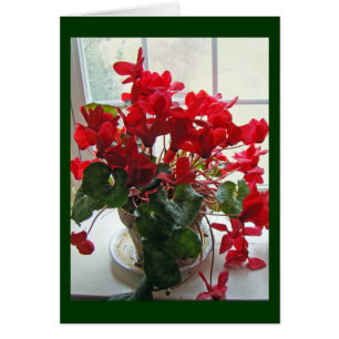 Red Cyclamen Flowers
