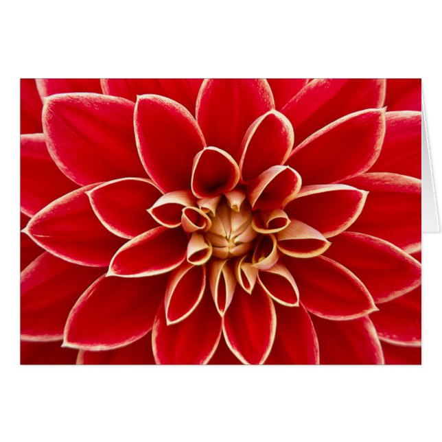Red Dahlia (Devant horizontal)