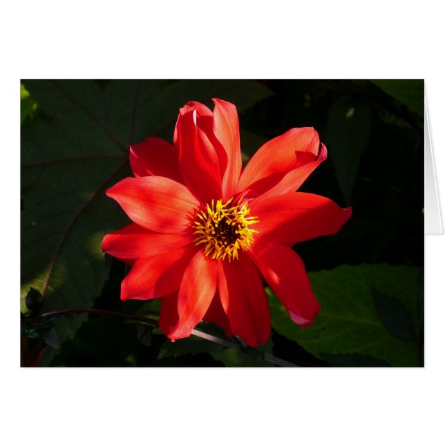 Red Dahlia (Bishop of Llandaff) (Front Horizontal)