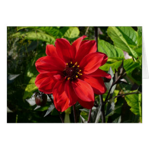 Red Dahlia (Bishop of Llandaff) II