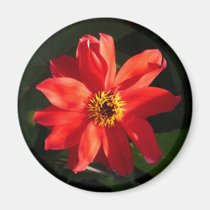 Red Dahlia (Bishop of Llandaff) Magnet