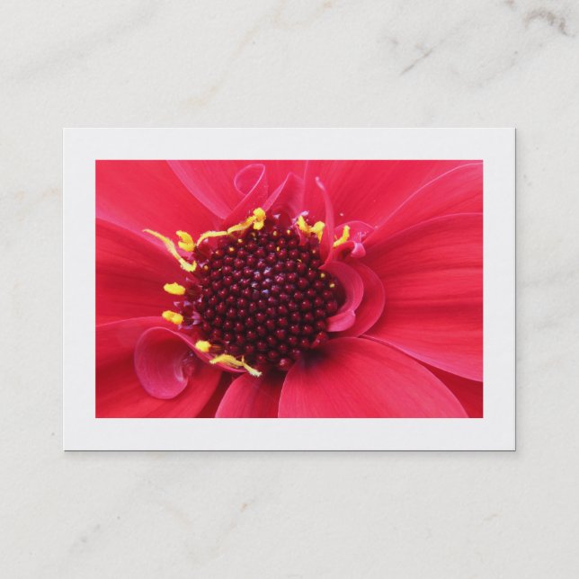Red Dahlia Close-up (Bordered) Business Card (Front)