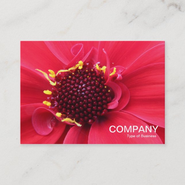 Red Dahlia Close-up Business Card (Front)
