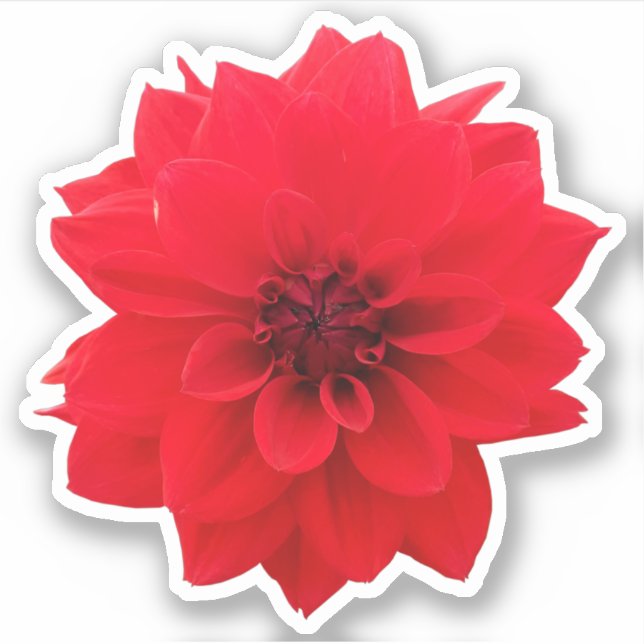 Red Dahlia Floral (Front)