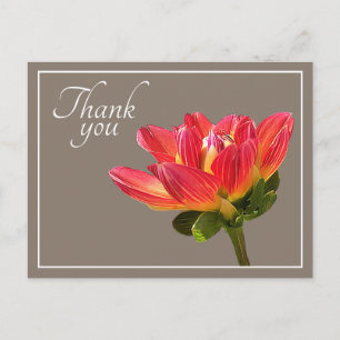 Red Dahlia Flower Taupe Background Thank You Postcard