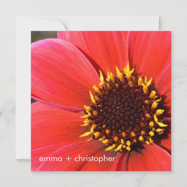 Red Dahlia Invitation (Front)