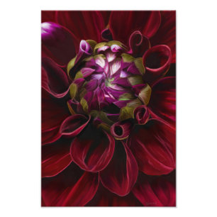 Red Dahlia Photo Print