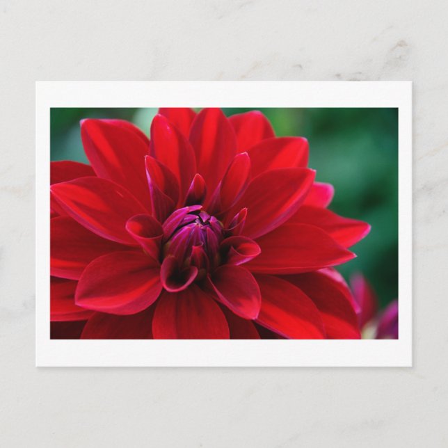 Red Dahlia Postcard (Front)