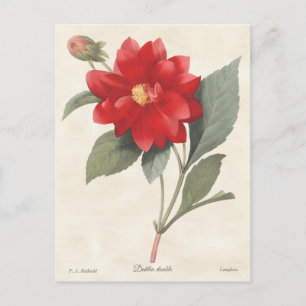 Red Dahlia Vintage Botanical Illustration Postcard