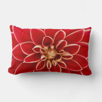 Red Dahlia with Yellow Tips