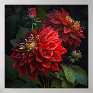 Red Dahlias Flower Art Print Poster