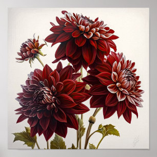 Red Dahlias Flower Art Print Poster