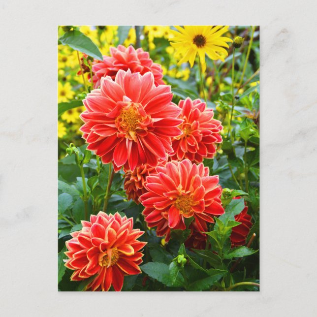 Red Dahlias Postcard (Front)
