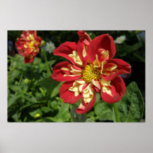 Red Dahlias Poster