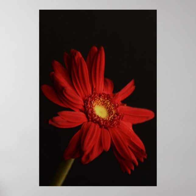 Red Daisy {Macro} Poster (Front)