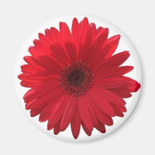 Red Daisy Magnet