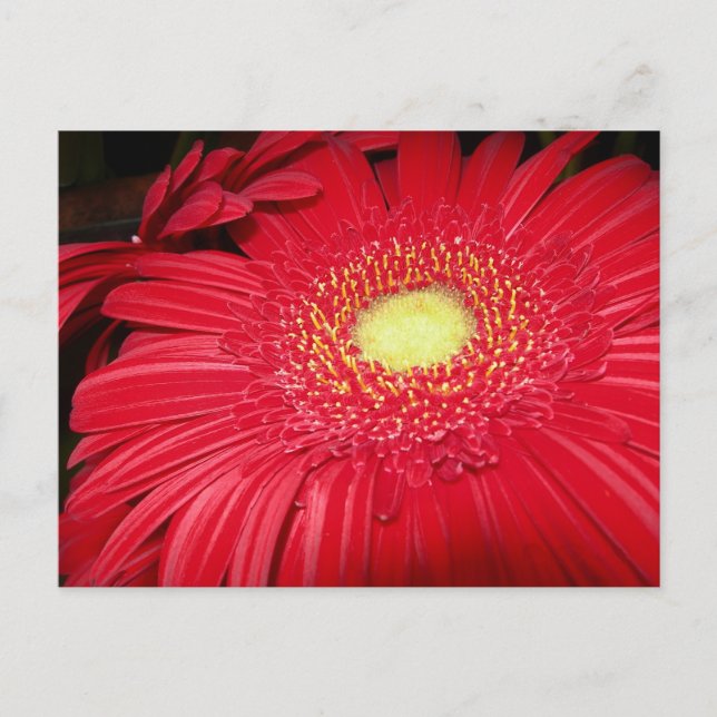 Red Daisy Postcard (Front)
