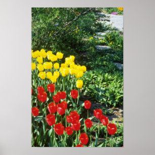 Red Darwin hybrid tulips flowers Poster