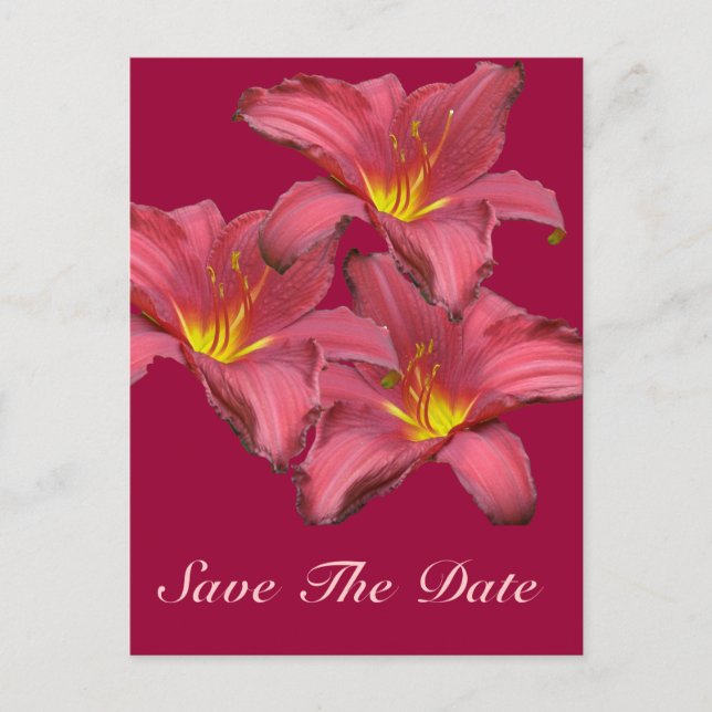 Red Daylily Coordinating Items Announcement Postcard (Front)