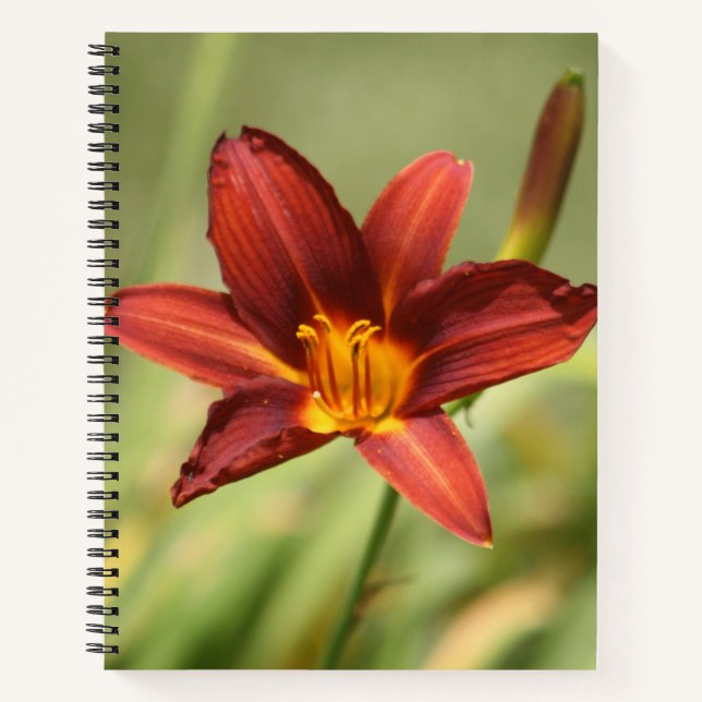 Red Daylily Flower Notebook  (Front)