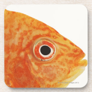 Red Deacon fish Coaster