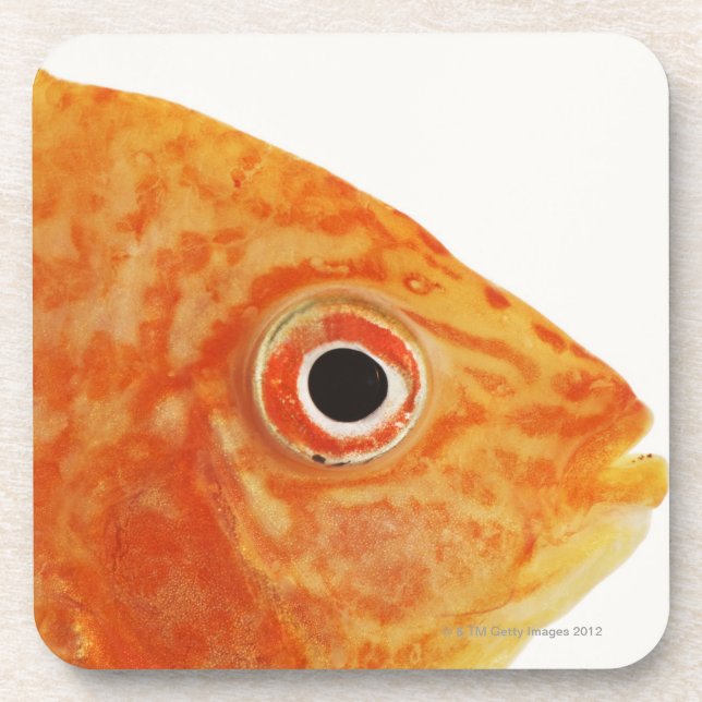 Red Deacon fish Coaster (Front)