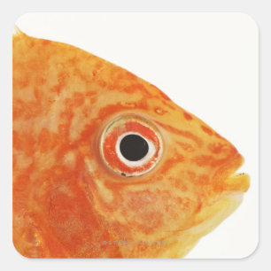 Red Deacon fish Square Sticker