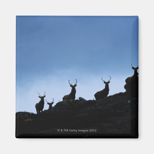 RED DEER (CERVUS ELAPHUS) SILHOUETTED AGAINST MAGNET (Front)