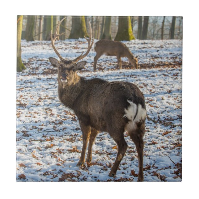 Red Deer in Snow Tile (Front)