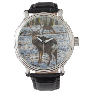 Red Deer in Snow Watch