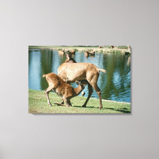 Red deer nursing offspring canvas print (Front)