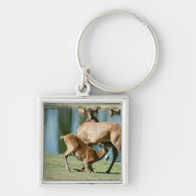 Red deer nursing offspring keychain (Front)