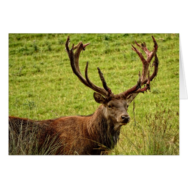 Red Deer Stag (Devant horizontal)