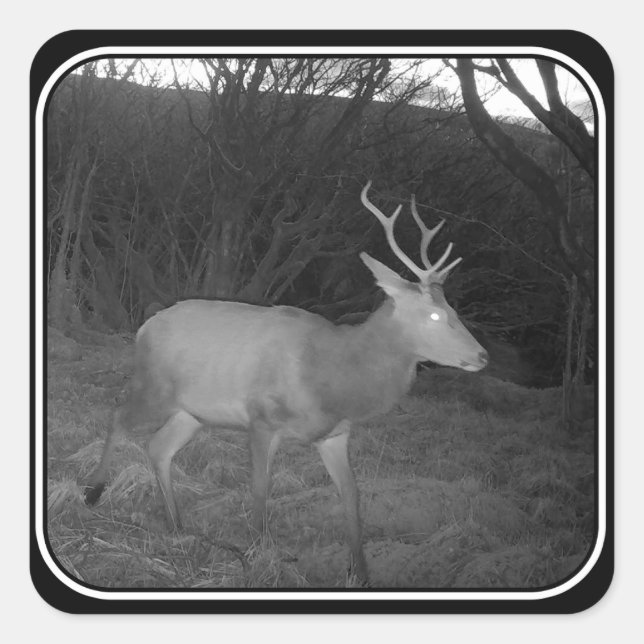 Red Deer Stag at Dusk  Square Sticker (Front)