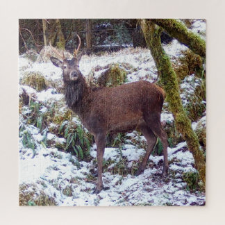 Red Deer Stag dans le puzzle de scie à neige