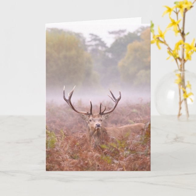 Red Deer Stag Greetings Card (Yellow Flower)