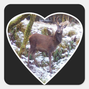 Red Deer Stag in the Snow Square Sticker