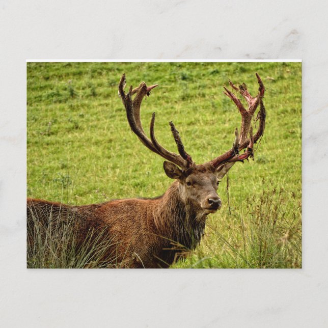 Red Deer Stag Postcard (Front)