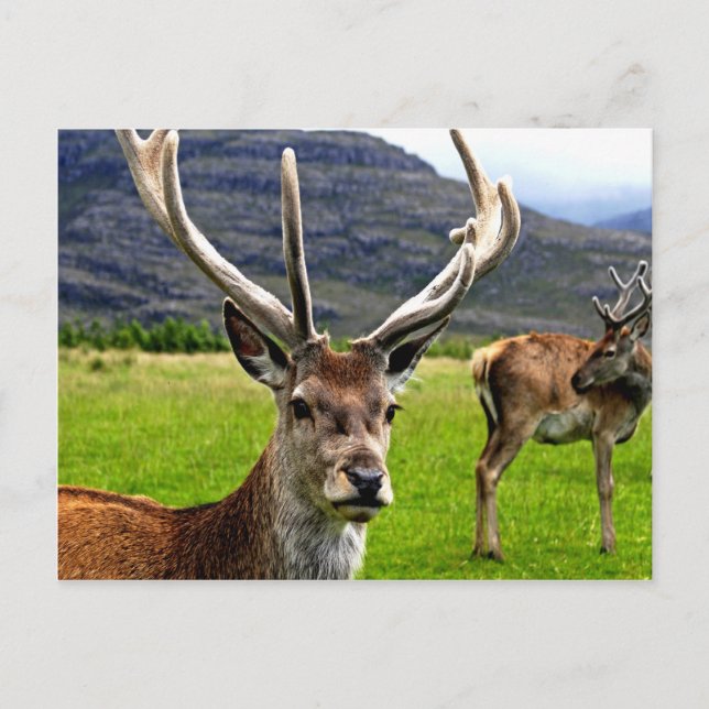 Red Deer Stag Postcard (Front)