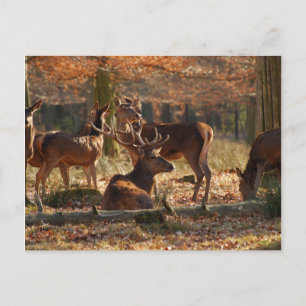 Red Deers In The Autumnal Wood Postcard